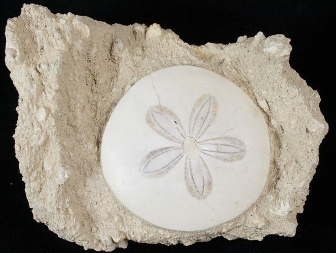 Beautiful Miocene Aged Fossil Sand Dollar - France #16059